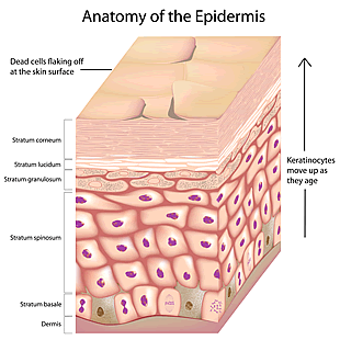 anatomy of the epidermis